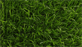 Искусственная трава CCGrass - Sense ECO 50-15 TMS-PG-8031 Искусственная трава CCGrass - Sense ECO 50-15 TMS-PG-8031