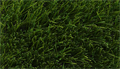 Искусственная трава CCGrass - Superb 60-16 PU TMS-PG-2356 Искусственная трава CCGrass - Superb 60-16 PU TMS-PG-2356
