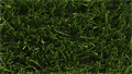 Искусственная трава CCGrass - Superb 52-13 PU TMS-PG-1797 Искусственная трава CCGrass - Superb 52-13 PU TMS-PG-1797