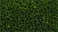 Искусственная трава CCGrass - YEII 20-18 TMS-PG-6932 Искусственная трава CCGrass - YEII 20-18 TMS-PG-6932