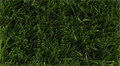 Искусственная трава CCGrass - Pride 60-14 PU TMS-PG-2184 Искусственная трава CCGrass - Pride 60-14 PU TMS-PG-2184