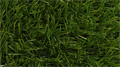 Искусственная трава CCGrass - Sense Libra 50-13 TMS-PG-6640 Искусственная трава CCGrass - Sense Libra 50-13 TMS-PG-6640