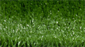 Искусственная трава CCGrass — Multisport 20 8800 TMS-PG-2415 - фото 751