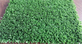 Спортивный газон CCGrass — Tennis pro TMS-CCT-1 Спортивный газон CCGrass — Tennis pro TMS-CCT-1